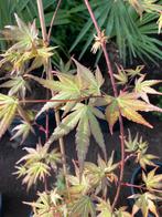 Japanse esdoorns of Acer Palmatum Osakasuki, Tuin en Terras, Planten | Bomen, Ophalen
