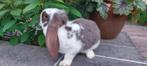 Franse hangoor havanna bont, Dieren en Toebehoren, Konijnen, Vrouwelijk, Groot, Hangoor, 0 tot 2 jaar