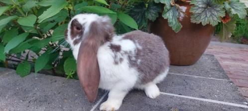 Franse hangoor havanna bont, Dieren en Toebehoren, Konijnen, Groot, Vrouwelijk, 0 tot 2 jaar, Hangoor