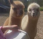 Alpaca hengsten, Dieren en Toebehoren, Overige Dieren, Augustus, Mannelijk