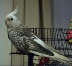 calopsitte, Animaux & Accessoires