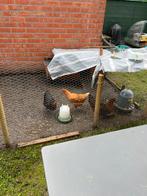 Huis kip en 3 kippen en 2 Bebe kippen en Eetbaar kippenzaad, Comme neuf, Enlèvement