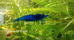 🦄Blue Dream Neocaridina Garnalen * Oudenburg, Dieren en Toebehoren