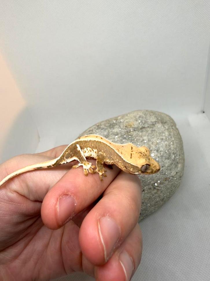 Lilly white wimpergekko / crestedgecko, Dieren en Toebehoren, Reptielen en Amfibieën, 0 tot 2 jaar, Tam