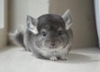 chinchilla verschillende kleuren bokjes, Dieren en Toebehoren, Mei, Mannelijk, Chinchilla