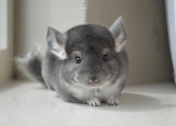chinchilla verschillende kleuren bokjes  beschikbaar voor biedingen