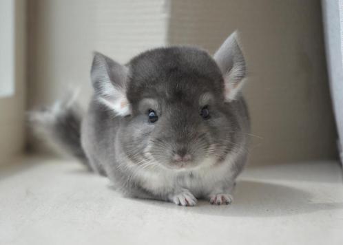 chinchilla verschillende kleuren bokjes, Dieren en Toebehoren, Knaagdieren, Mannelijk, Chinchilla, Mei