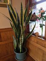Sanseveria, Maison & Meubles, Plantes d'intérieur, Plante potagère, En pot, Plante à fleurs, Enlèvement
