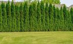Gevraagd hoge coniferen  vanaf 500cm +, Tuin en Terras, Ophalen of Verzenden, Conifeer, Haag, 250 cm of meer