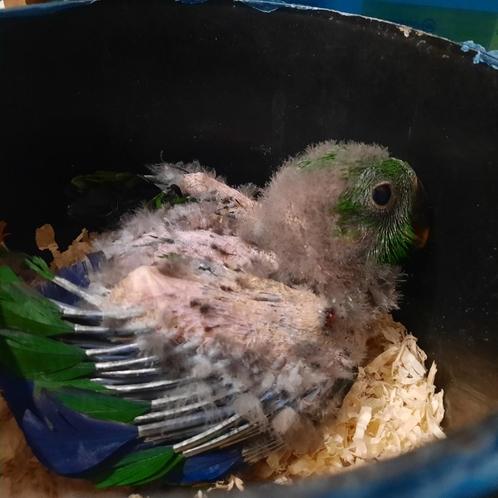 2 baby Edel-papegaaien/Eclectus - mannen., Dieren en Toebehoren, Vogels | Parkieten en Papegaaien, Papegaai, Mannelijk, Tam, Geringd