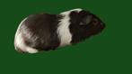 Mooie cavia beertjes, gratis op te halen, Cavia, April, Mannelijk, Tam