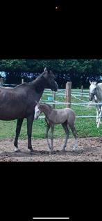 Poulain aes grullo, Animaux & Accessoires