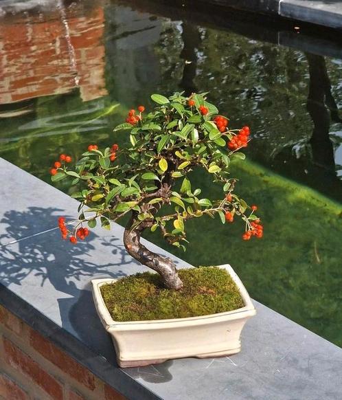 Prachtige Firethorn Bonsai - 11jaar, Tuin en Terras, Planten | Bomen, Overige soorten, Minder dan 100 cm, Halfschaduw, Lente, In pot