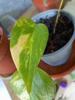 Epipremnum aureum, Huis en Inrichting, Kamerplanten, Ophalen, Overige soorten, Halfschaduw, In pot