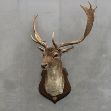 Hertenkop, hert, damhert met gewei  - Taxidermie beschikbaar voor biedingen