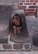 Yorkshire teefje, Dieren en Toebehoren, Yorkshire Terriër, België, Particulier, 15 weken tot 1 jaar