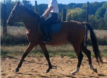 Prachtig zangersheide superbraaf paard beschikbaar voor biedingen