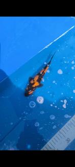 Koi te koop, Dieren en Toebehoren, Karper of Koi