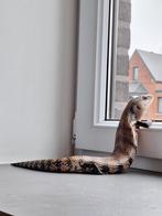 Blauwtongskink, Dieren en Toebehoren, Reptielen en Amfibieën, Hagedis, Met terrarium, 0 tot 2 jaar