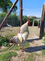 Kruising Brahma-Sussex haan, Dieren en Toebehoren, Mannelijk, Kip