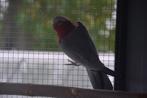 Rosé Kaketoe split Lutino (2015), Dieren en Toebehoren, Vogels | Parkieten en Papegaaien, Mannelijk, Papegaai, Geringd