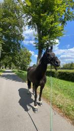 Fok/recreatiemerrie te koop, Dieren en Toebehoren, Paarden, Merrie, Gechipt, Niet van toepassing, 11 jaar of ouder