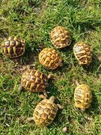 Hermann Boettgeri vanaf 2025, Dieren en Toebehoren, Reptielen en Amfibieën | Toebehoren, Ophalen