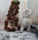 Ragdoll kittens met stamboom, Dieren en Toebehoren, Meerdere dieren, Gechipt, 0 tot 2 jaar