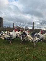 Kalkoenen te koop, Animaux & Accessoires, Volatiles, Dinde