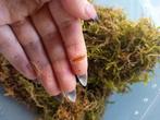 Isopods - porcellionides pruinosus 'powder orange', Overige soorten