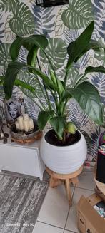 Plant met pot 120cm hoogte, Enlèvement