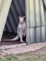 Witte kangoeroe man, Dieren en Toebehoren, Februari, Mannelijk