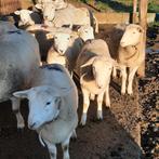 easy care ooilammeren, Dieren en Toebehoren, Vrouwelijk, Schaap, 0 tot 2 jaar