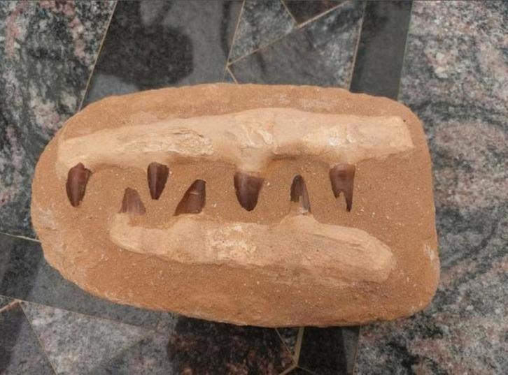 Mosasaurus KAAKFRAGMENT KRIJT 66 MILJOEN JAAR OUD INTERMASSA, Antiek en Kunst, Curiosa en Brocante, Ophalen