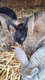 Nederlandse dwerghangoren en dwergkonijnen, Dieren en Toebehoren, Konijnen, Meerdere dieren, Dwerg, Hangoor, 0 tot 2 jaar