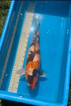 Ki showa te koop, Dieren en Toebehoren, Karper of Koi