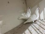Witte mooie duiven, Dieren en Toebehoren, Vogels | Duiven