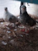 Kapucijnduifje, Dieren en Toebehoren, Vogels | Duiven