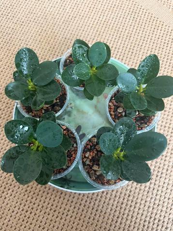 Ficus “Panda” beschikbaar voor biedingen