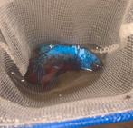 betta man plakat blauw-rood-zwart, Poisson, Poisson d'eau douce