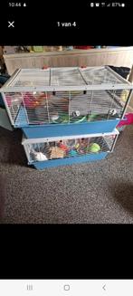 Hamsterkooien, Enlèvement, Hamster