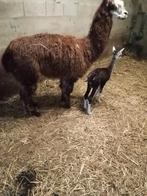 Merry, Dieren en Toebehoren, Schapen, Geiten en Varkens