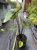 Vaste planten, Tuin en Terras, Vaste plant, Halfschaduw, Zomer, Ophalen