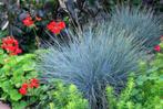 Festuca glauca 'Elyah bleu', Tuin en Terras, Ophalen, Vaste plant, Siergrassen, Volle zon