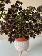 Siernetel coleus inky fingers stekken, Ophalen of Verzenden