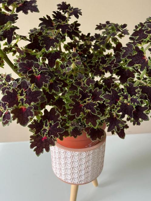 Siernetel coleus inky fingers stekken, Huis en Inrichting, Kamerplanten, Ophalen of Verzenden