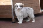 Australische herder pups (aussie pups), België, CDV (hondenziekte), 8 tot 15 weken, Meerdere