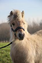 Prachtig fjord merrie veulen met gouden karakter, Dieren en Toebehoren, Niet van toepassing, 0 tot 2 jaar, Recreatiepony, D pony (1.37m tot 1.48m)