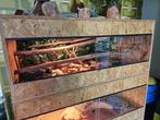 2 Konings Pythons met houten terrarium, Dieren en Toebehoren, Slang, Met terrarium, 3 tot 6 jaar