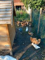 Ayam cemani, Dieren en Toebehoren